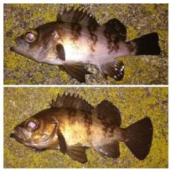 メバリング1900〜2032