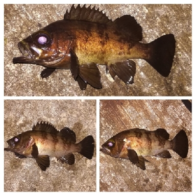 メバリング1840〜2018