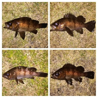 メバリング1840〜1935 2105〜2148