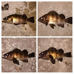 メバリング1940〜2031