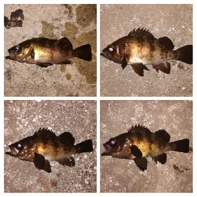 メバリング1940〜2031