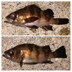 メバリング1835〜2048