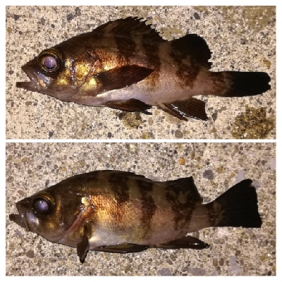 メバリング1835〜2048