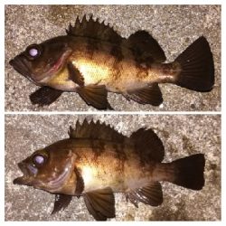 メバリング1905〜2025