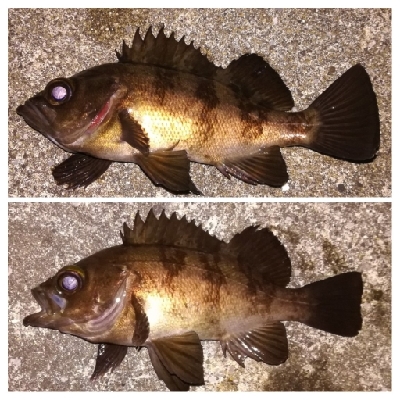 メバリング1905〜2025