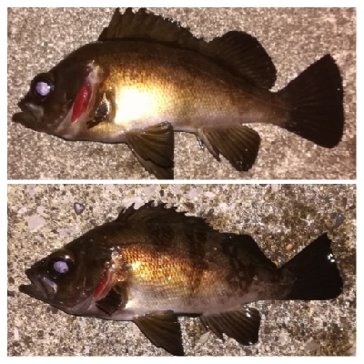 メバリング1905〜1934 2105〜2149