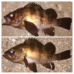 メバリング1855〜2050