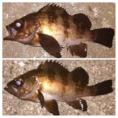 メバリング1855〜2050