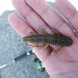 紀の川釣行！！