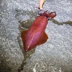 今年初エギング