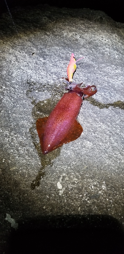 今年初エギング