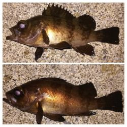 メバリング1855〜2015