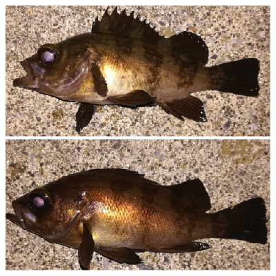 メバリング1855〜2015