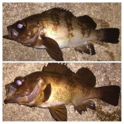 メバリング1840〜1920 2110〜2140