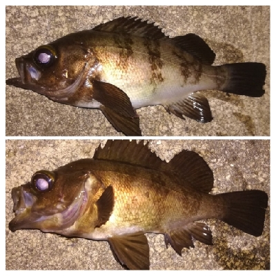 メバリング1840〜1920 2110〜2140