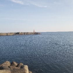 ようやく魚の姿が見れた