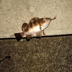 プラッキングはおもしろい