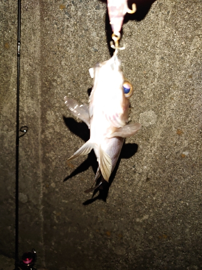 今日は渋かった