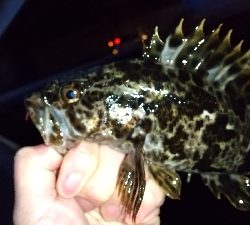 2020年3月5日釣行in箱崎ふ頭