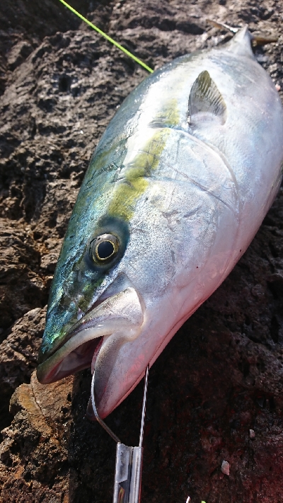 粘って粘ってなんとかゲット！