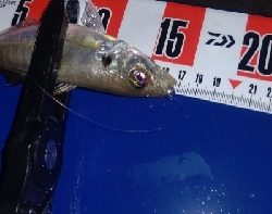 久しぶりの尺アジ&良型メバル