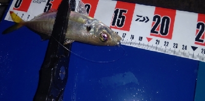 久しぶりの尺アジ&良型メバル