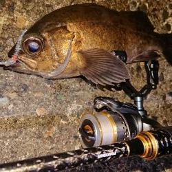 満月メバルを求めて