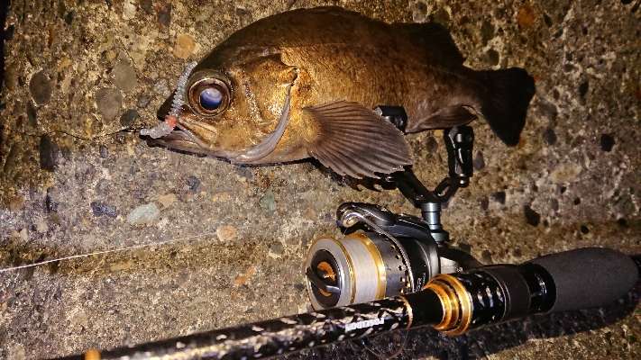 満月メバルを求めて