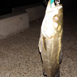 マイクロベイトパターン?！