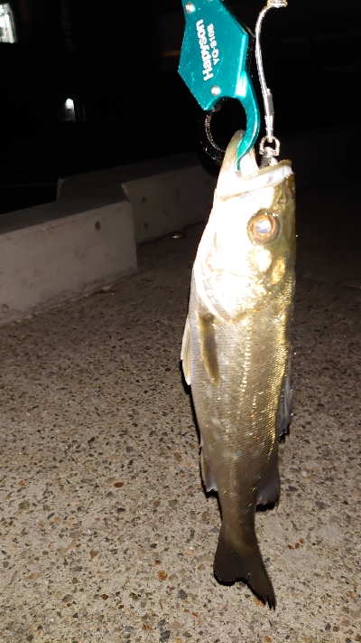 マイクロベイトパターン?！