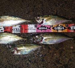 アジング終盤戦!まだまだ尺アジ狙えます!!