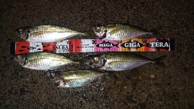 アジング終盤戦!まだまだ尺アジ狙えます!!