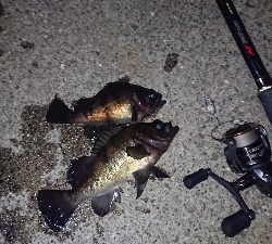 メバルプラッキング