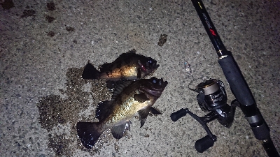 メバルプラッキング