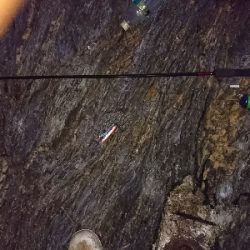 アジを釣りに行ったつもりが…