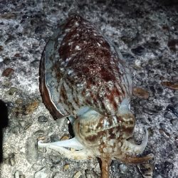 安定のコウイカ!