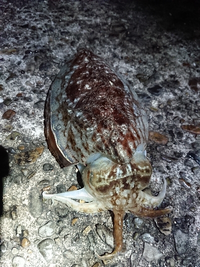 安定のコウイカ！