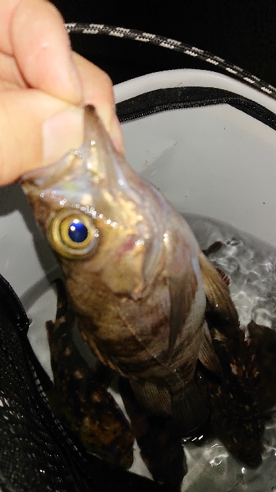 短時間入れ食い！