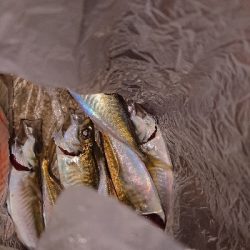 中アジ釣れず