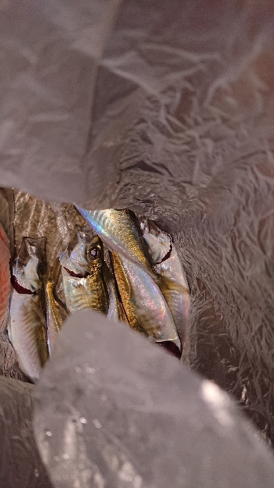 中アジ釣れず