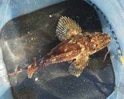 のんびり穴釣り