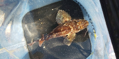 のんびり穴釣り