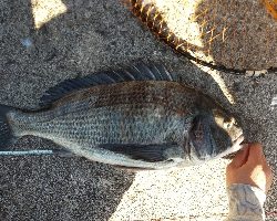 大入島の沖堤防にて年なし