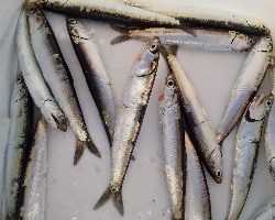 サバはどこへ…