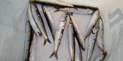 サバはどこへ…