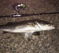 地球温暖化 苔 薄い