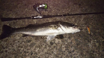 地球温暖化 苔 薄い