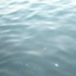 コメバルパーティー