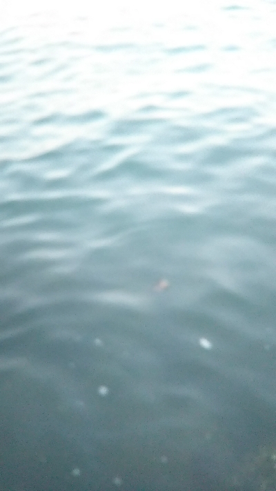 コメバルパーティー