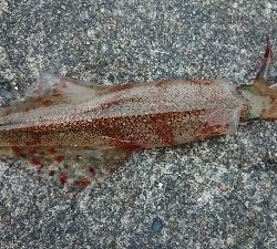 朝マズメヤリイカ狙い